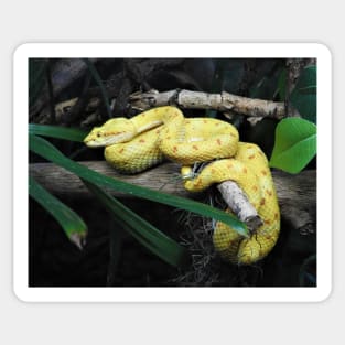 Eyelash Viper Sticker